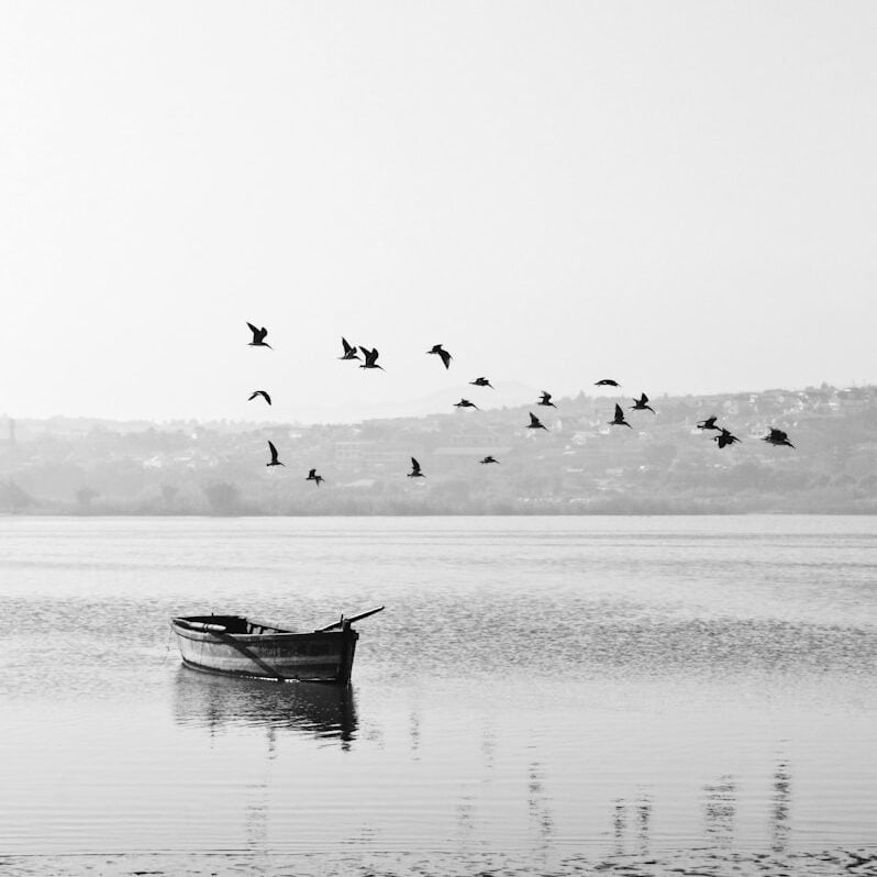 birds flying over boat